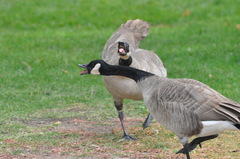 Branta canadensis