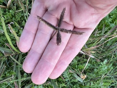 Dactyloctenium aegyptium