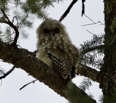 Strix occidentalis