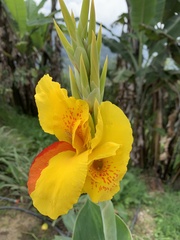 Canna × generalis