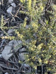 Condalia ericoides