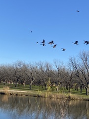 Branta hutchinsii