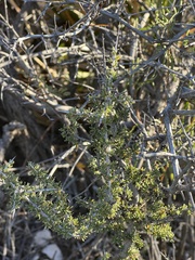 Condalia ericoides