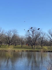 Branta hutchinsii