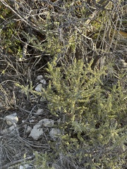 Condalia ericoides