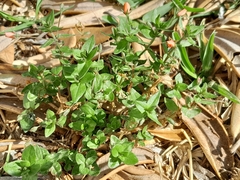 Lysimachia arvensis