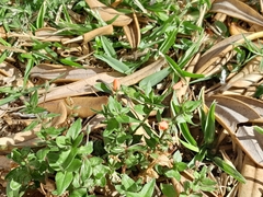 Lysimachia arvensis