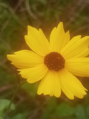 Coreopsis leavenworthii