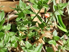 Lysimachia arvensis