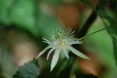 Passiflora capsularis