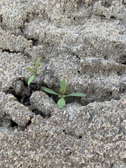 Plantago virginica