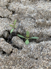 Plantago virginica