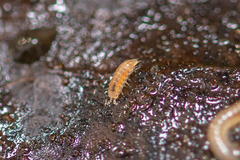 Trichoniscus pygmaeus
