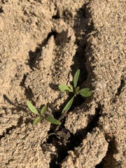 Plantago virginica