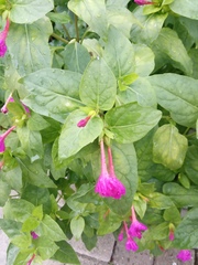 Mirabilis jalapa