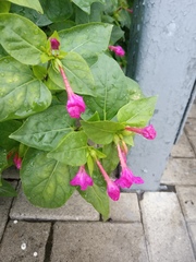 Mirabilis jalapa