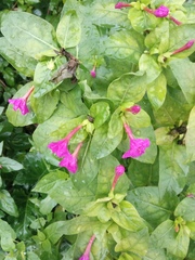 Mirabilis jalapa