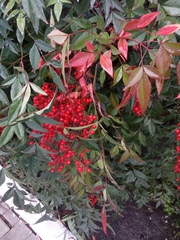 Nandina domestica