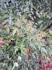 Nandina domestica