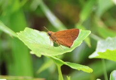 Polytremis lubricans