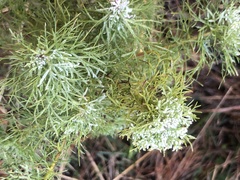 Eupatorium capillifolium