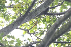 Brachypodius melanocephalos