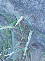 Setaria viridis pycnocoma