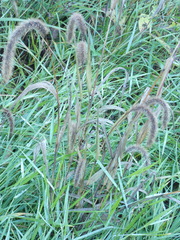 Setaria viridis pycnocoma