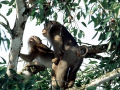 Macaca nemestrina