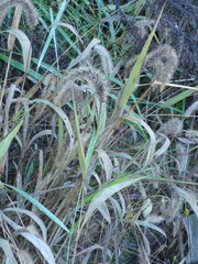 Setaria viridis pycnocoma