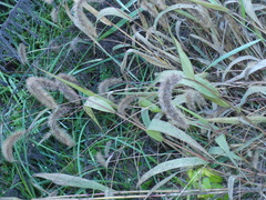 Setaria viridis pycnocoma