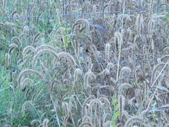 Setaria viridis pycnocoma