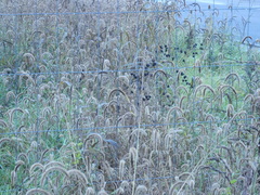 Setaria viridis pycnocoma