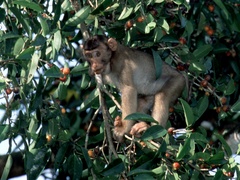 Macaca nemestrina