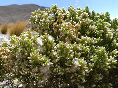 Baccharis tola
