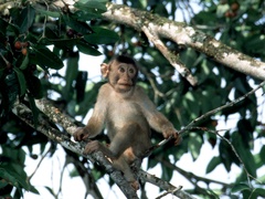Macaca nemestrina