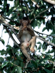 Macaca nemestrina