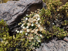 Leucheria daucifolia