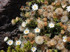 Leucheria daucifolia