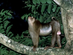 Macaca nemestrina