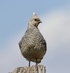 Callipepla squamata