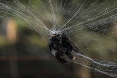 Acridotheres grandis