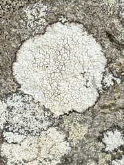 Phlyctis petraea
