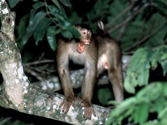 Macaca nemestrina