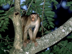 Macaca nemestrina