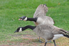 Branta canadensis