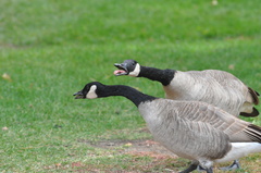 Branta canadensis