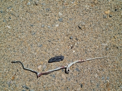 Psammophis notostictus
