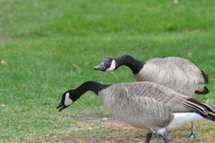Branta canadensis