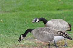 Branta canadensis